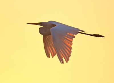 Golden morning flight