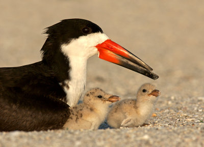 Mom with chicks