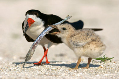 A snack for junior