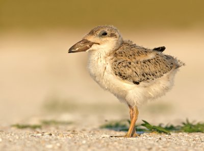 Handsome youngster