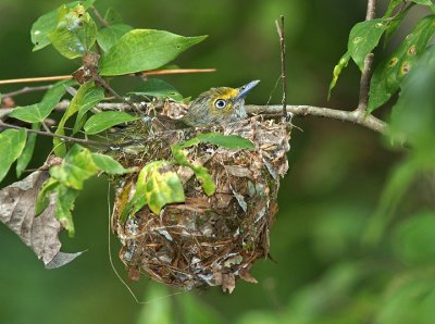 Nesting
