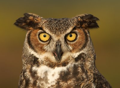 Bird Coloration, National Geographic Book, 2010