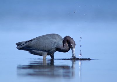 National Wildlife Refuge Association Book, Cover Photo, 2008