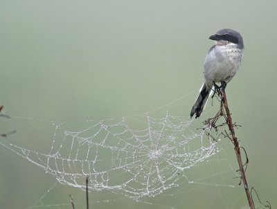 First Place, Florida Wildlife Magazine Photo Contest, 2008