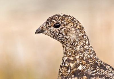 Portrait of a female White-tailed Ptarmigan