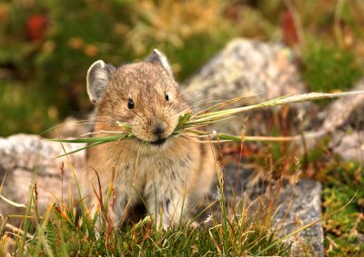 Collecting for the burrow