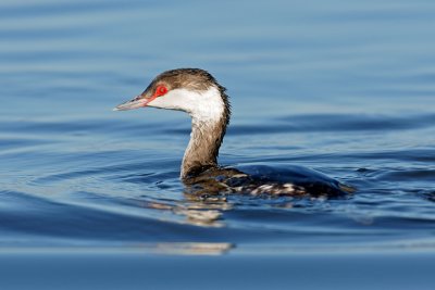 Horned Grebe