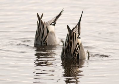 Pintails!
