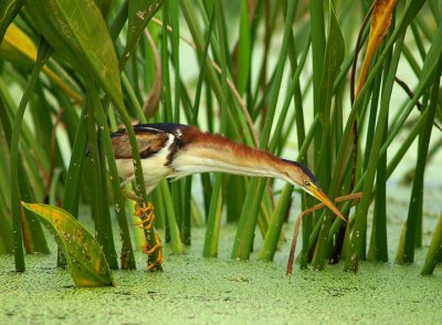 Top 100 Finalist, Audubon Magazine, Annual Contest, 2011