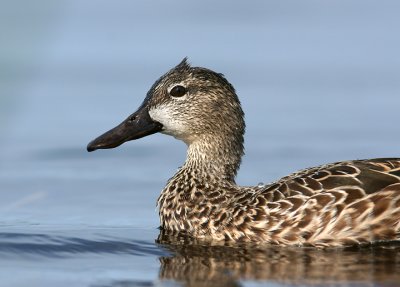 Ms. Blue-winged Teal