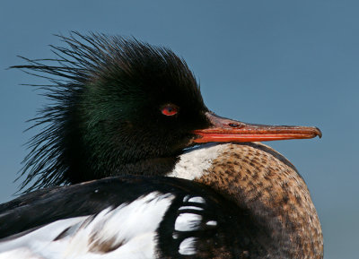 Cool hairdo!