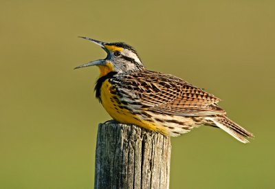 Singing on a post