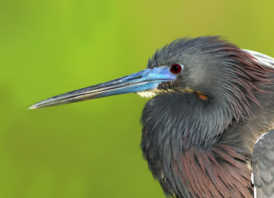 Portrait in breeding plumage