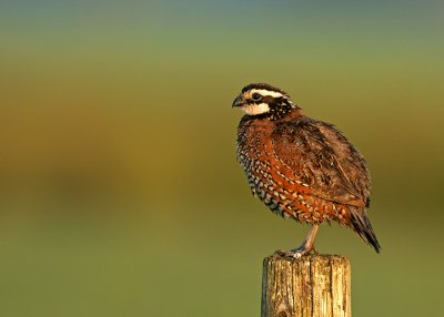 Northern Bobwhite