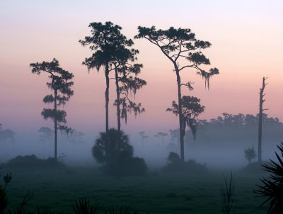 Misty morning in Central Florida