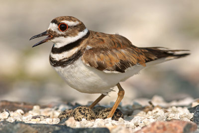 Third Place, Shorebirds category, Wildbird Magazine 2012