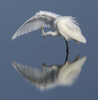 Preening