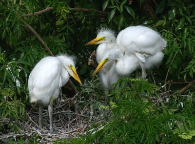 Three chicks