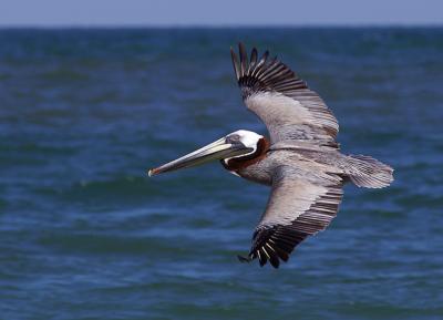 Brown Pelican flight