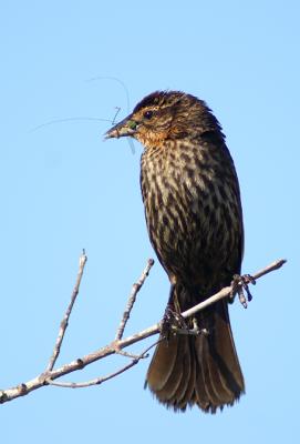 Female Red-winged Blackbird with lunch
