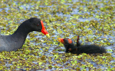Gallinule and chick