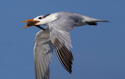 Royal Tern flying w/fish