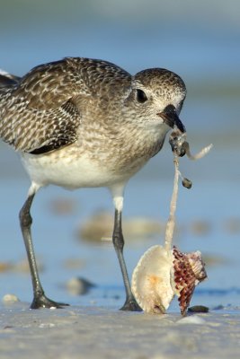 Fine dining, plover style!