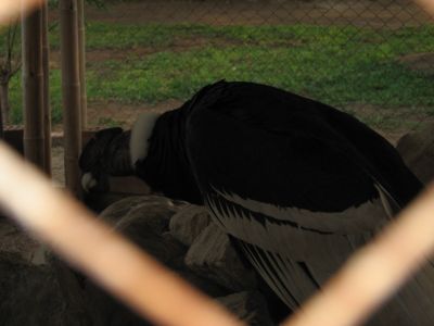 A baby condor.