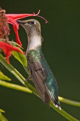 Ruby-throated Hummingbird 2