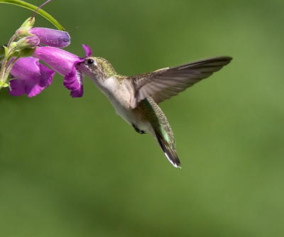 Ruby-throated Hummingbird 3