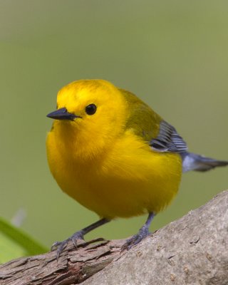 prothanatary11-3P.jpg