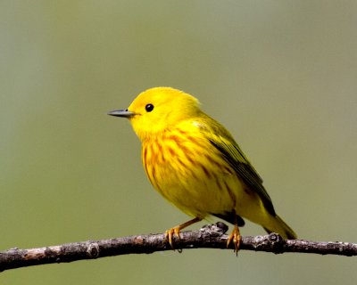 yellow22012.jpg