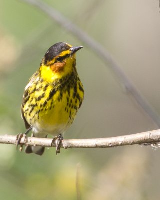 capemay3-2012.jpg