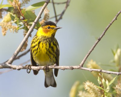 capemay2-2012.jpg