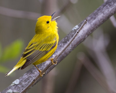 yellowsing22012.jpg