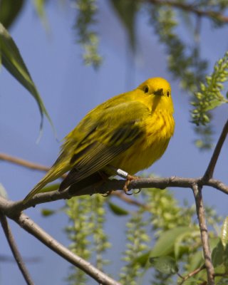yellow3-2012.jpg