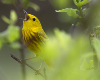 yellowsing32012.jpg