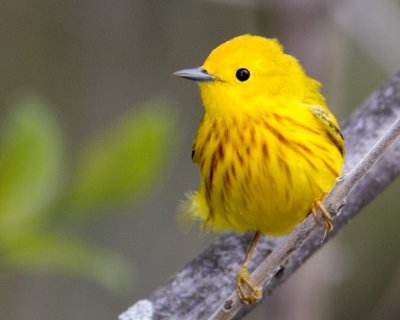yellow12012.jpg