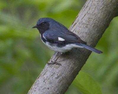 btb2012.jpg