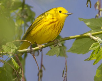 yellow11-1.jpg