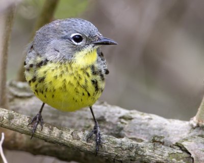 The Warblers of Magee Marsh
