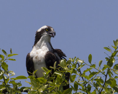ospreyonnest-1-2012.jpg