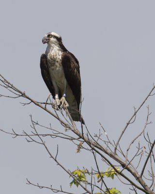 ospreyperch-1-2012.jpg