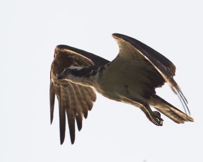 ospreyinflight-2-2012.jpg
