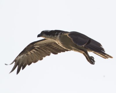ospreyinflight-3-2012.jpg