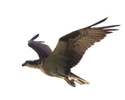ospreyinflight-4-2012.jpg
