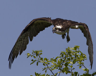 ospreyinflight-6-2012.jpg