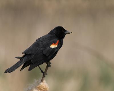 Red Winged Black Bird 1