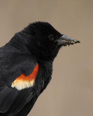 Red Winged Black Bird 100% Crop