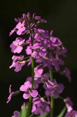 violets-01.jpg